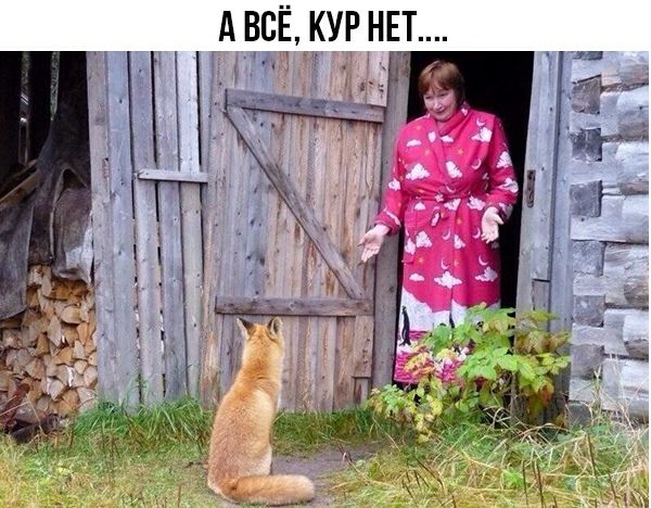 КУР НЕТ А всЁ