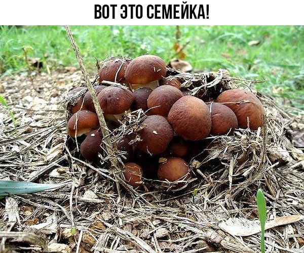 ВОТ ЭТО СЕМЕЙКА дэ