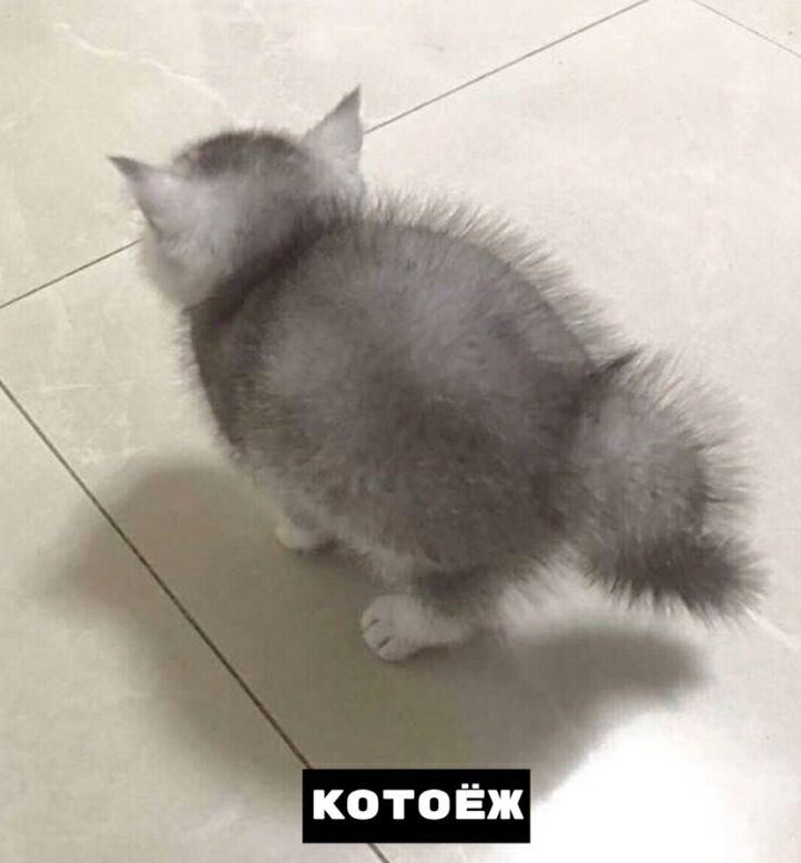 КОТОЁЖ