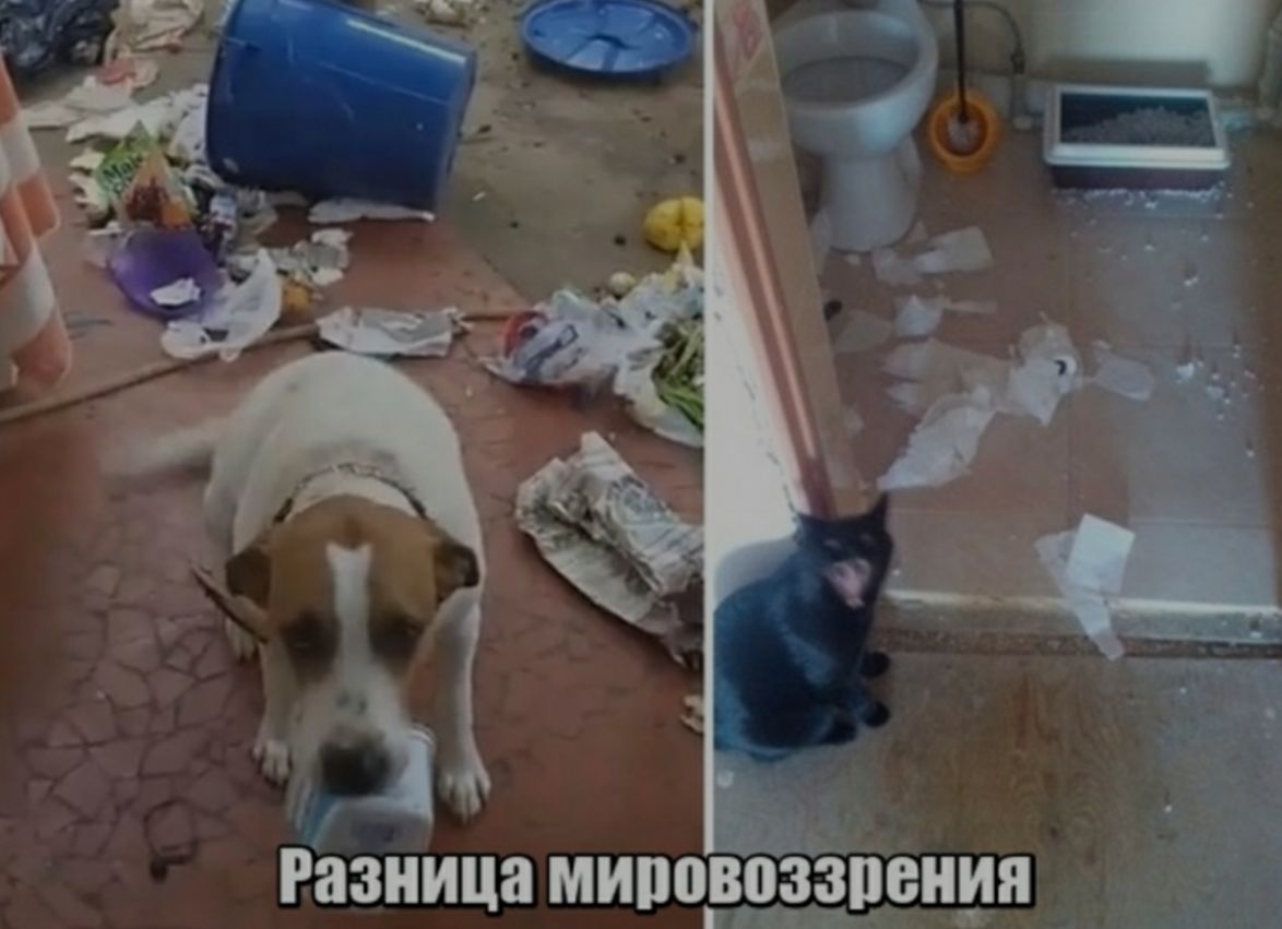 Разница МИПВВЩЗЗПСНИЯ