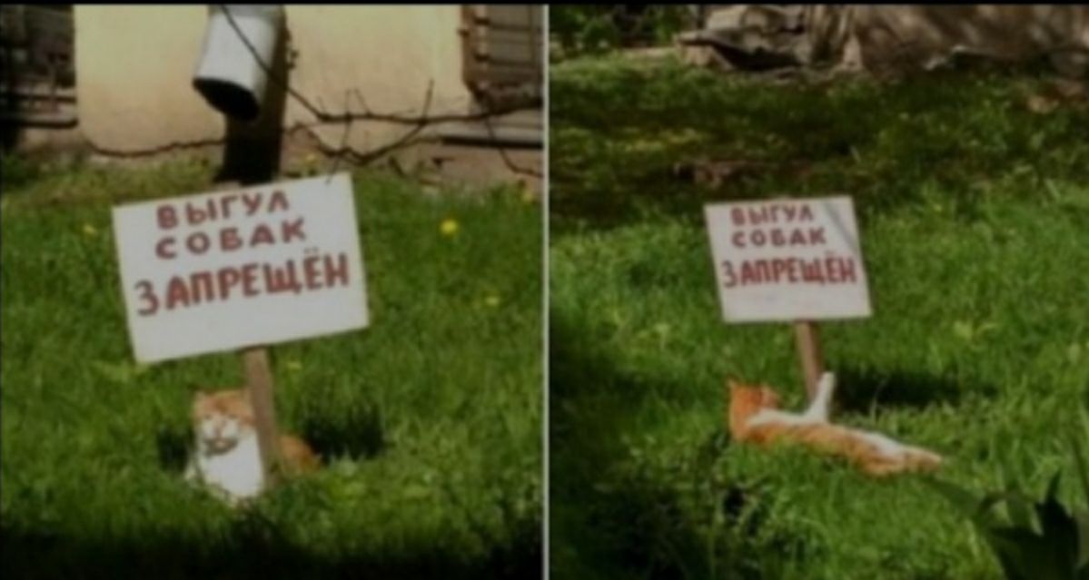 у_703_