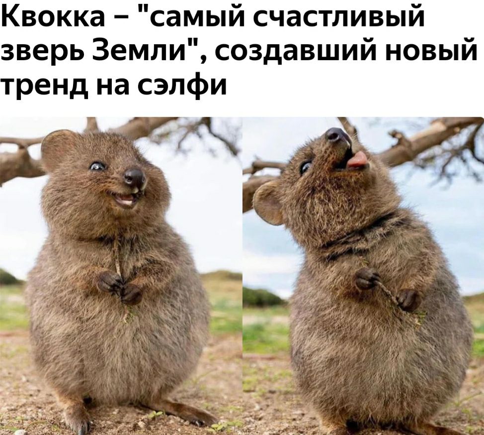 Квокка самый счастливый зверь Земли создавший новый тренд на сэлфи