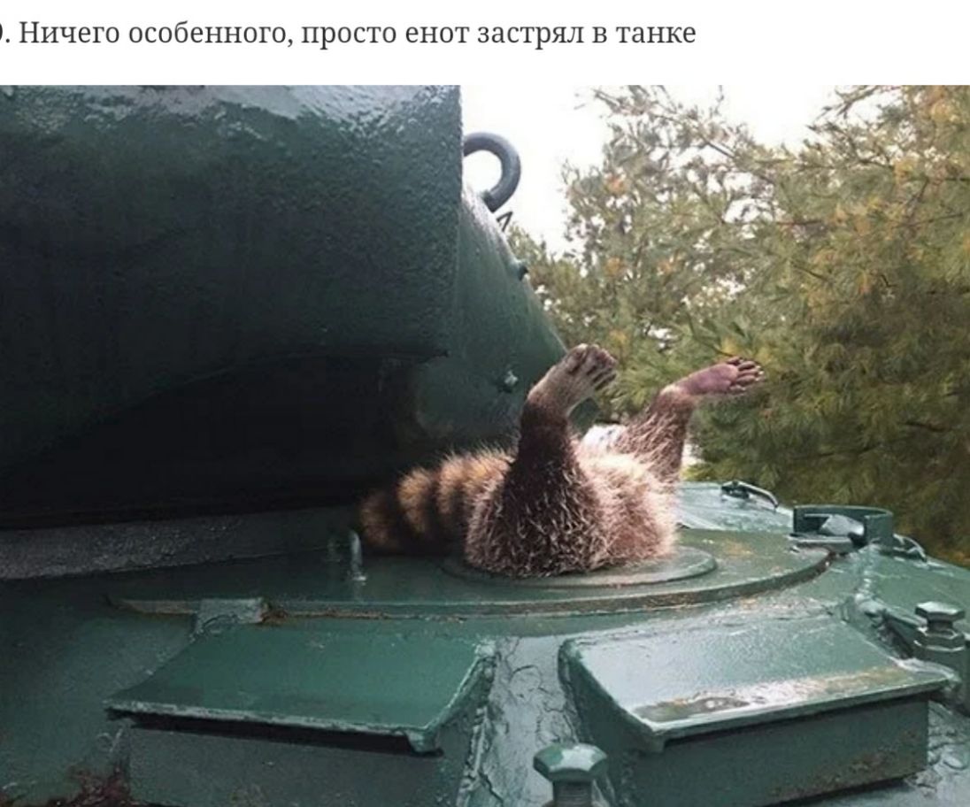 НИЧВГО ОСОбЕННОГО ПРОСТО енот застрял В танке