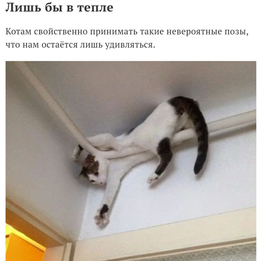 Лишь бы в тепле КОТЗМ свойственно ПРИНИМЗТЬ такие невероятные ПОЗЫ ЧТО НБМ ОСТЗёТСЯ ЛИШЬ УДИВЛЯТЬСЯ