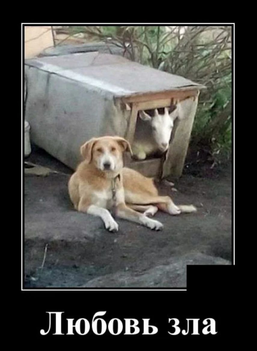 Любовь зла