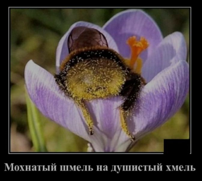 Мохнатый шмель на душистый хмель