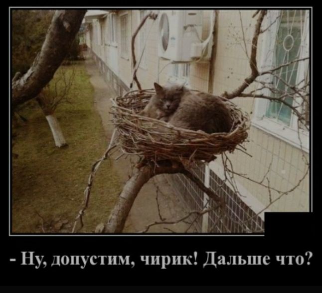 Ну допустим чирик Дальше что