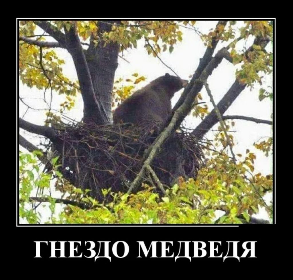 ГНЕЗДО МЕДВЕДЯ