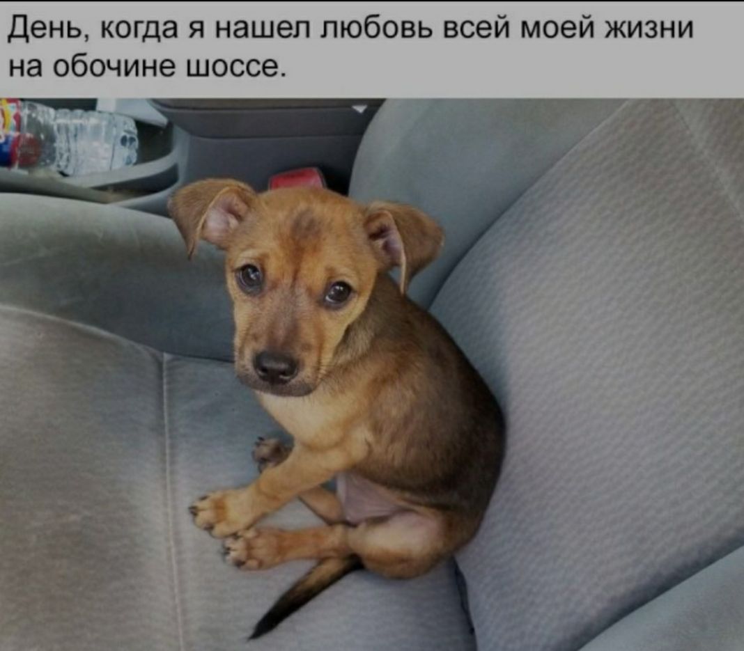 День когда я нашел любовь всей моей жизни на обочине шоссе