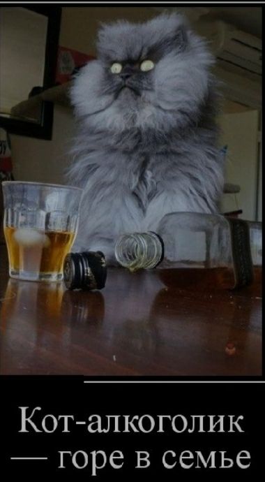 Котал_к0голик горе в семье