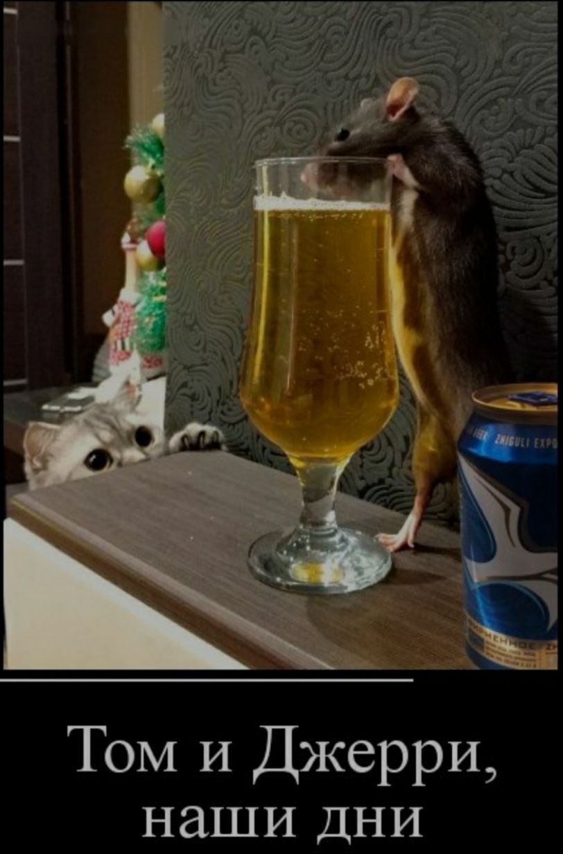 Том И Джерри наши дни