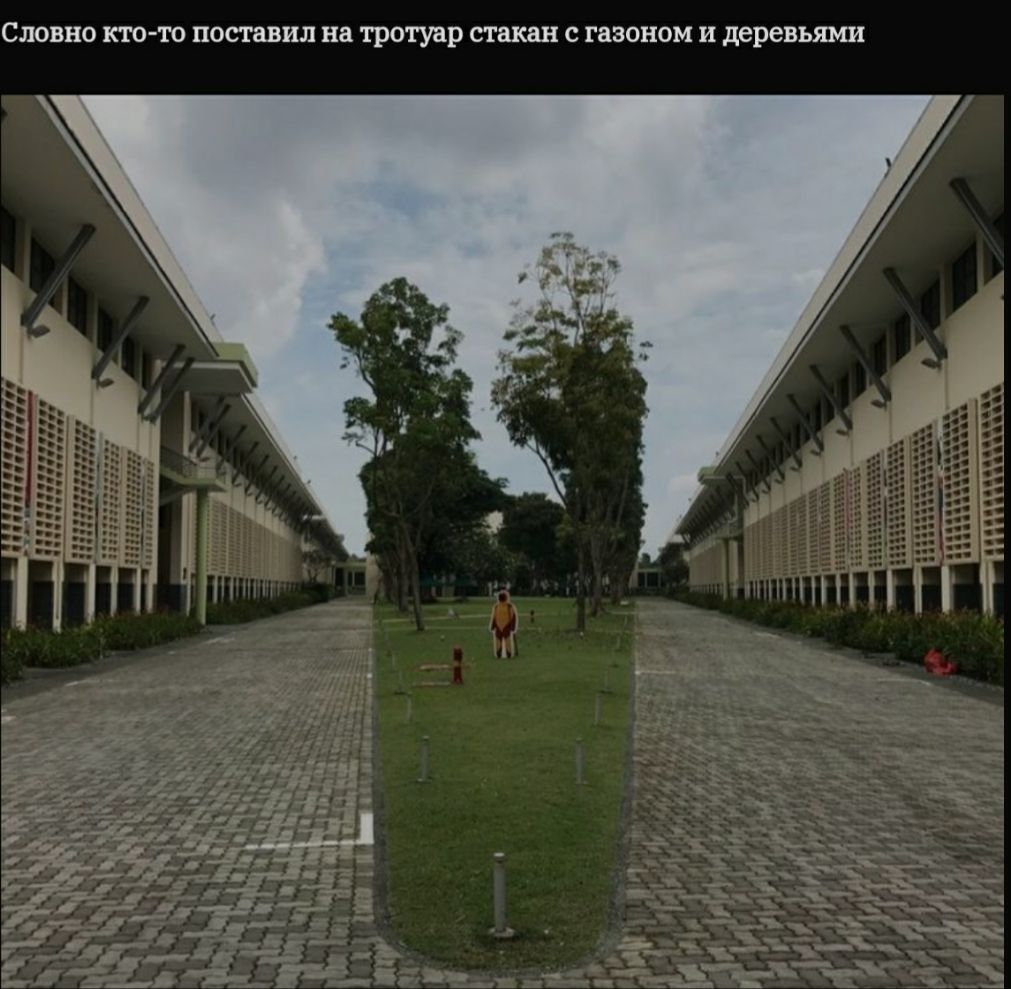Словно кто то поставил на тротуар стакан с газоном и деревьями 1 Ё