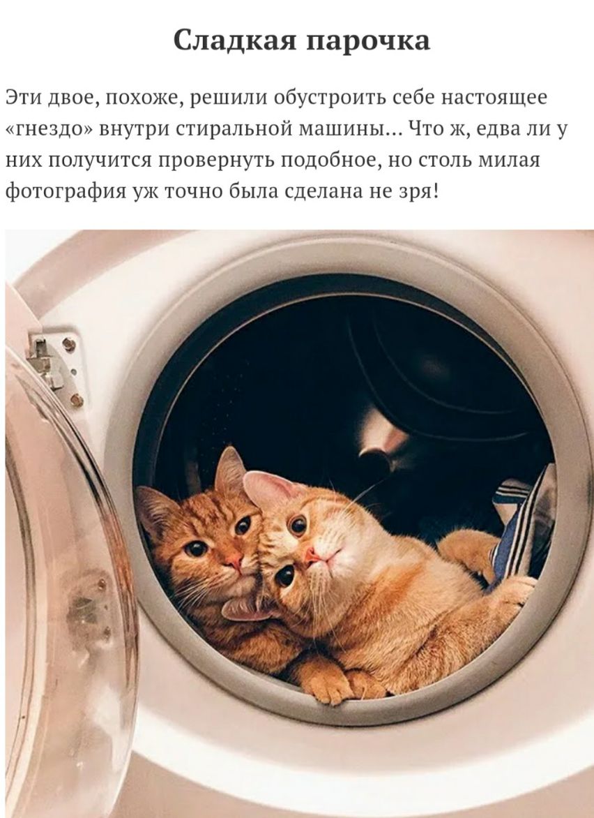 Сладкая парочка ЭТИ ДВОЁ1ОХОЖЁ РЕШИЛИ обустроить себе ННСТОЯЩЭЕ гнездо внутри стиральной машины Что ж едва ли у них подучится провернуть подобное но столь милая фотография уж точно была сделано не зря