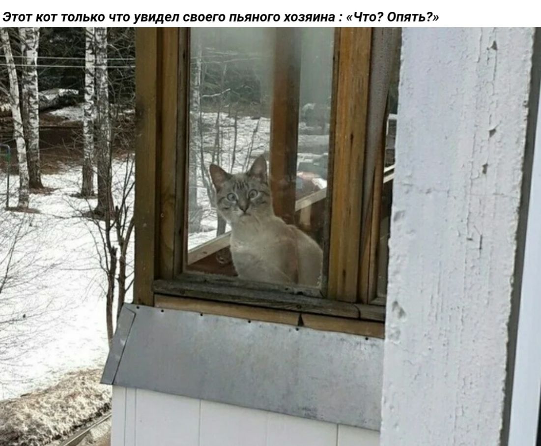 ЭТОТ КОТ ТОЛЬКО ЧТО УВИДЕЛ СВОЕГО ПЬЯНОГО ХОЗЯИНЗ ЧТО ОПЯТЬ