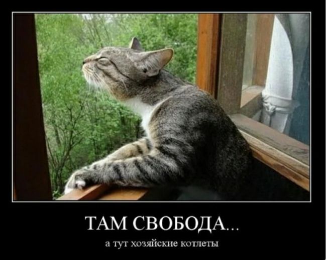 ТАМ СВОБОДА а тук хозяйсюхе котлеты