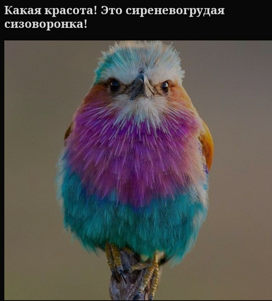 Какая красота Это сиреневогрудая сизоворонка