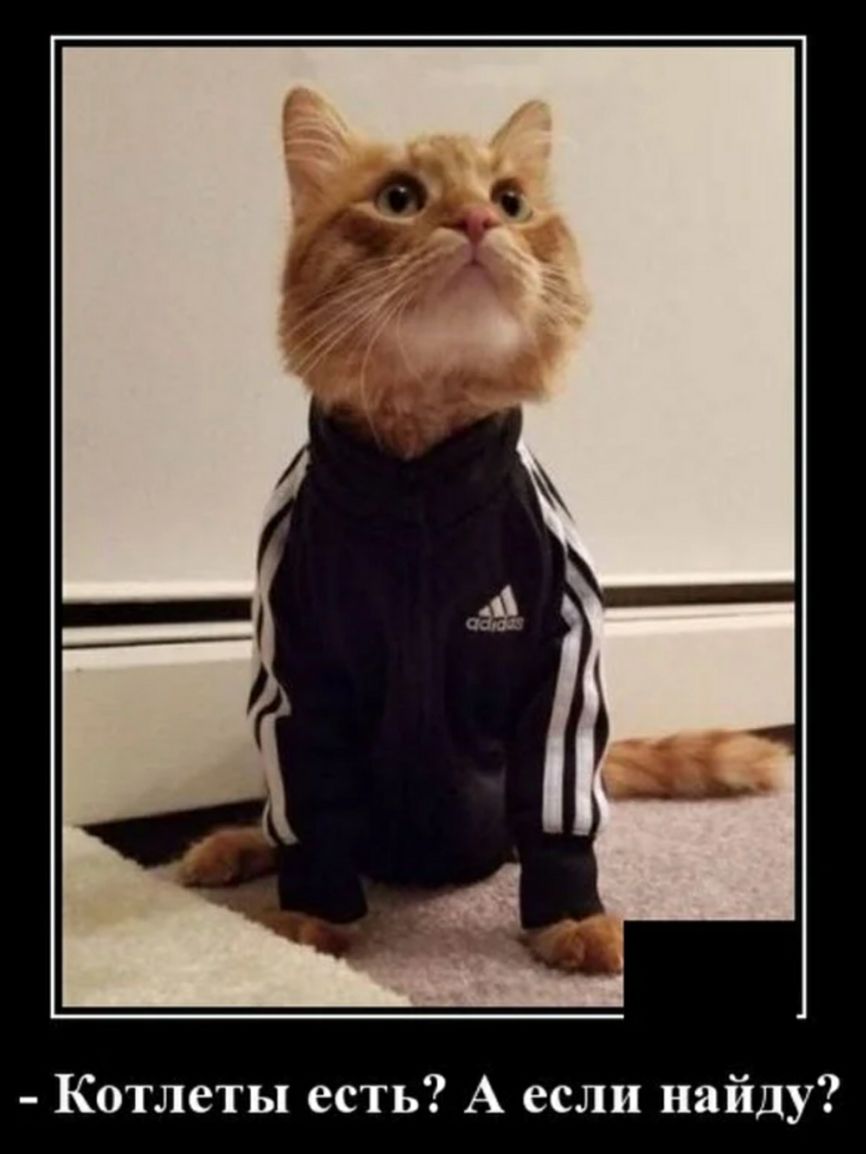 Котлеты есть А если найду