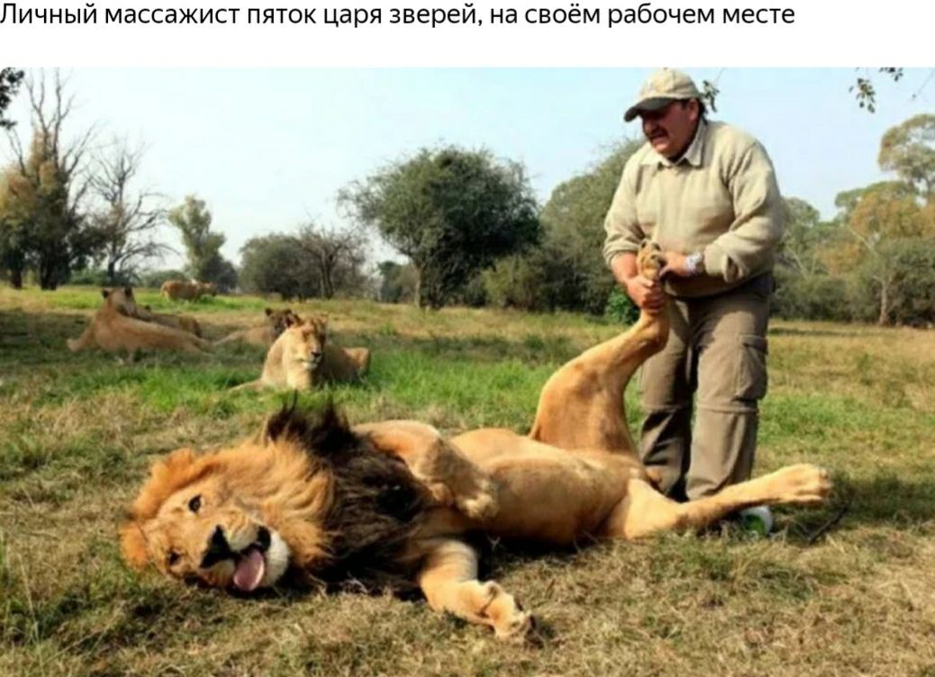 ИЧНЫЙ МЭССЗЖИСТ ПЯТОК царя зверей Нд СВОЁМ рабочем месте