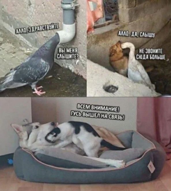 ИЕ ППИПЕ ШМ ИМЕЛ