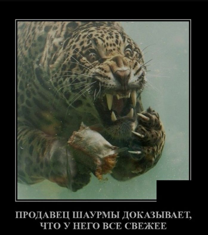 ПРОДАВЕЦ ШАУРМЫ ДОКАЗЫВАЕТ ЧТО У НЕГО ВСЕ СВЕЖЕЕ