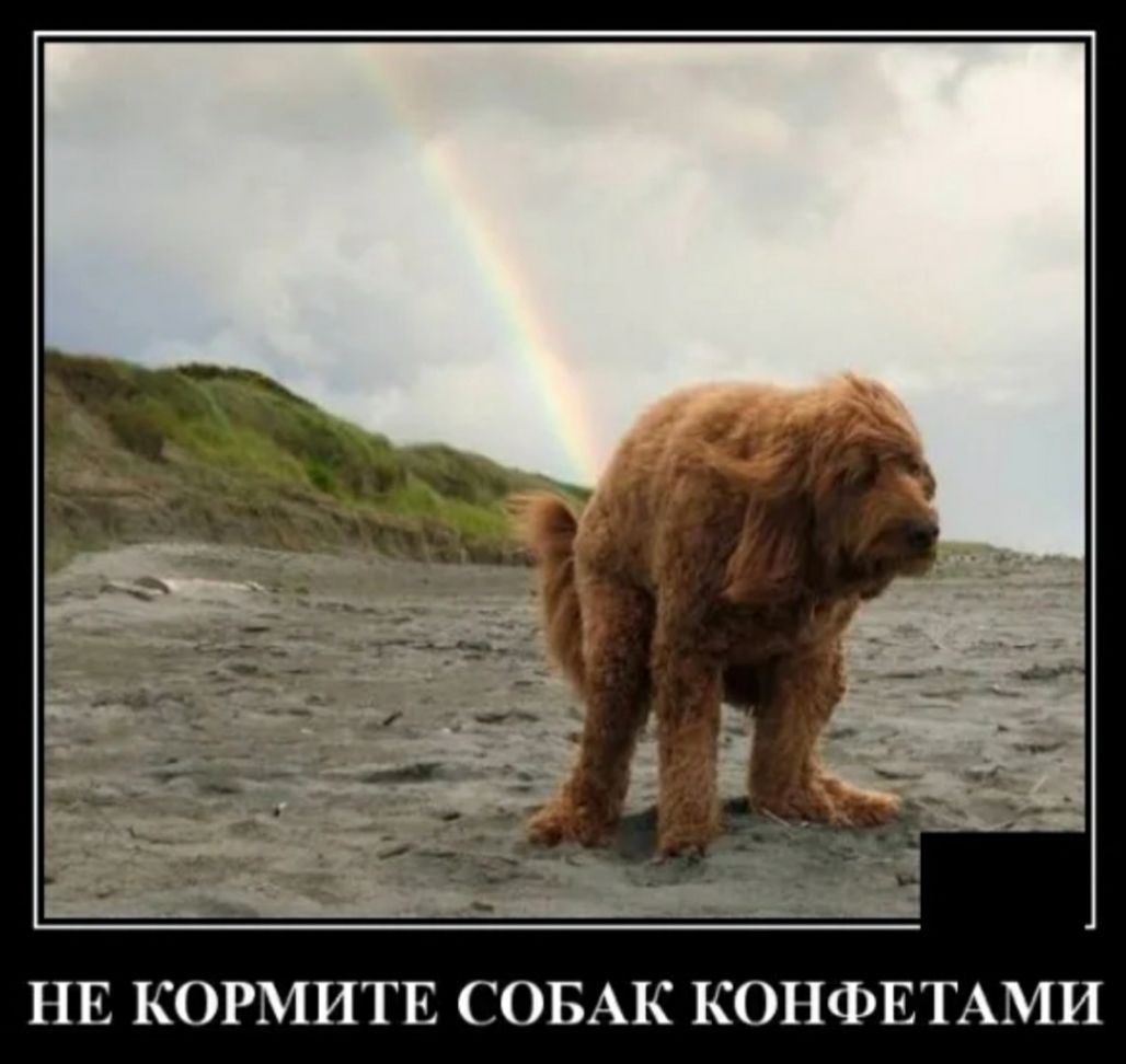 НЕ КОРМИТЕ СОБАК КОНФЕТАМИ