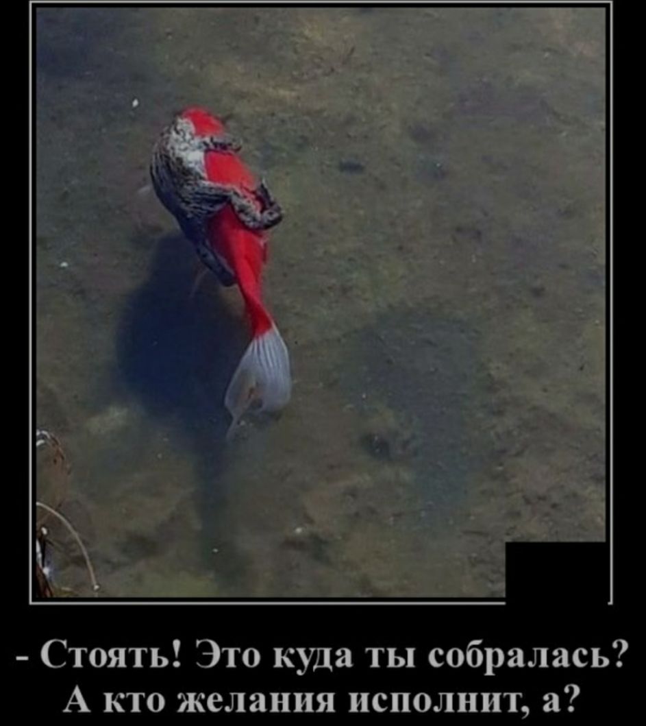Стоять Это куда ты собралась А кто желания исполнит а