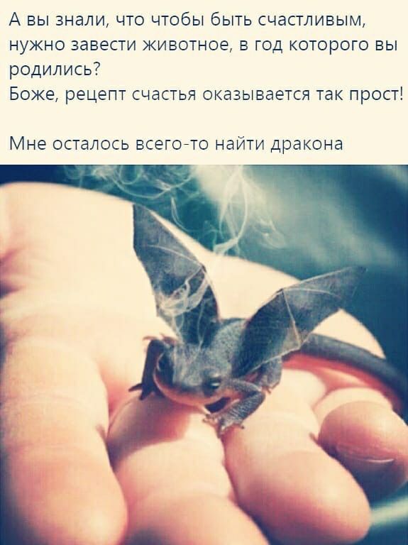 А вы знали что чтобы быть счастливым нужно завести животное в год которого вы родились Боже рецепт счастья оказывается так прост Мне ОСТдЛОСЬ ВСЕГОТО найти дракона