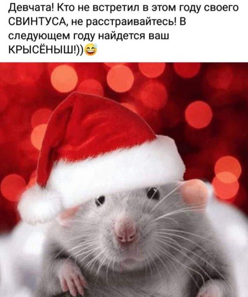 Девчата Кто не встретил в этом году своего СВИНТУСА не расстраивайтесь В следующем году найдется ваш КРЫСЁН ЫШ