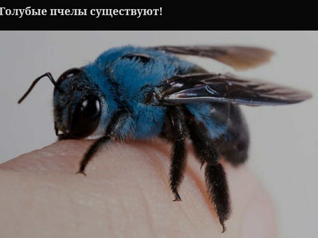 олубые пчелы сущее ую