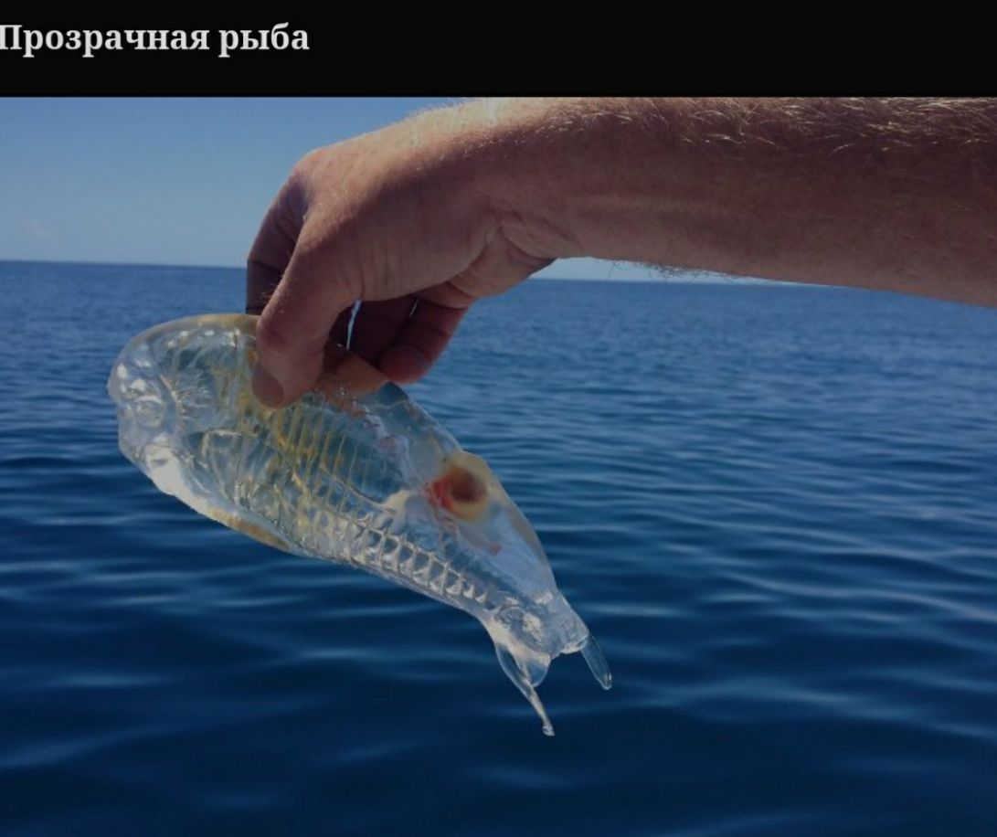 Прозрачная рыба