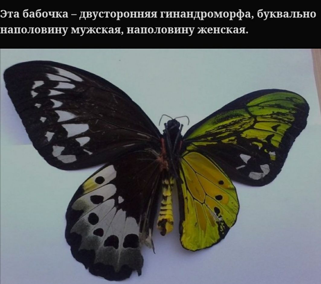 Эта бабочка двусторонняя гинандроморфа буквально наполовину мужская наполовину женская