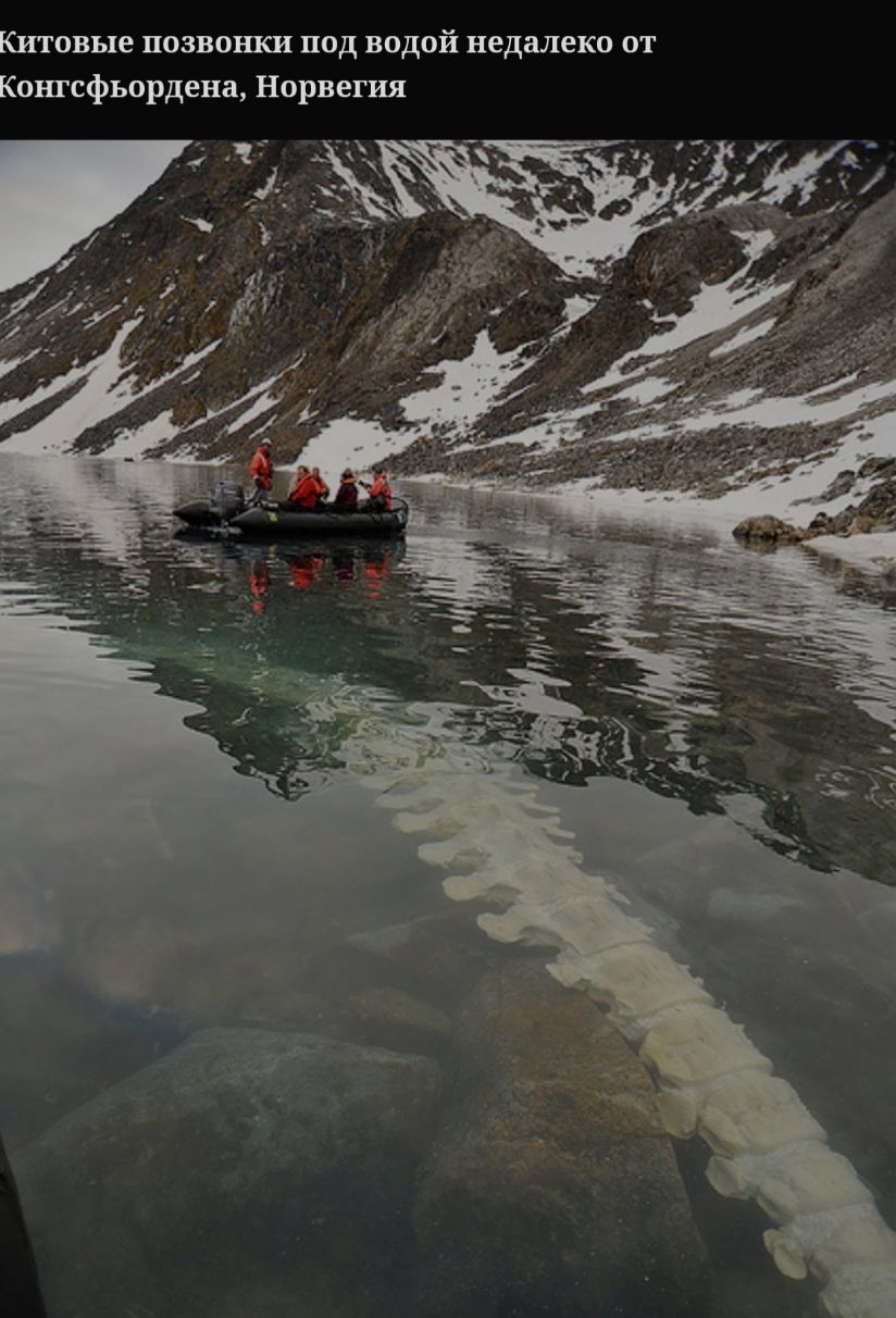 Китовые позвонки под водой недалеко от Конгсфьордена Норвегия