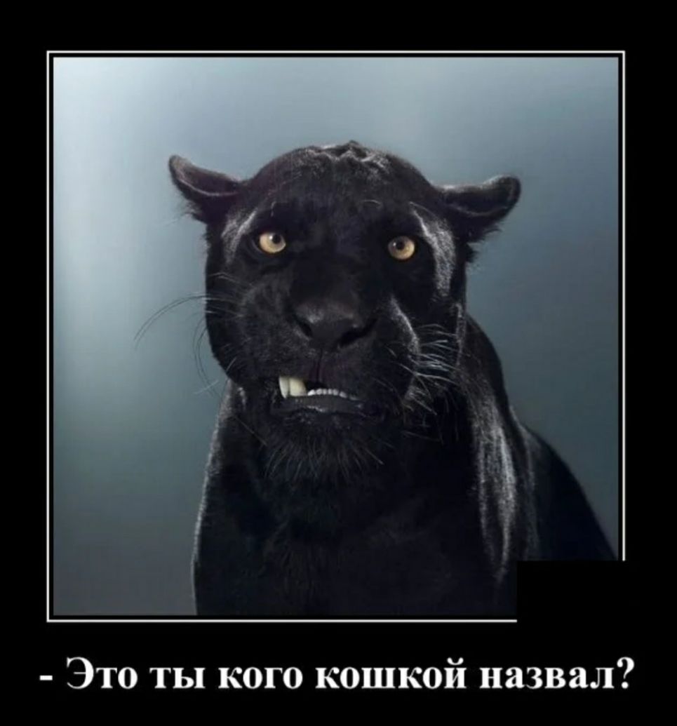 Это ты кого кошкой назвал