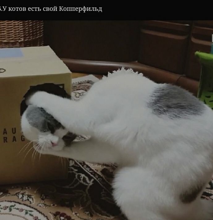 іУ котов есть свой Копперфильд