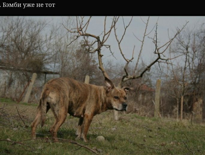 Бэмби уже не тот