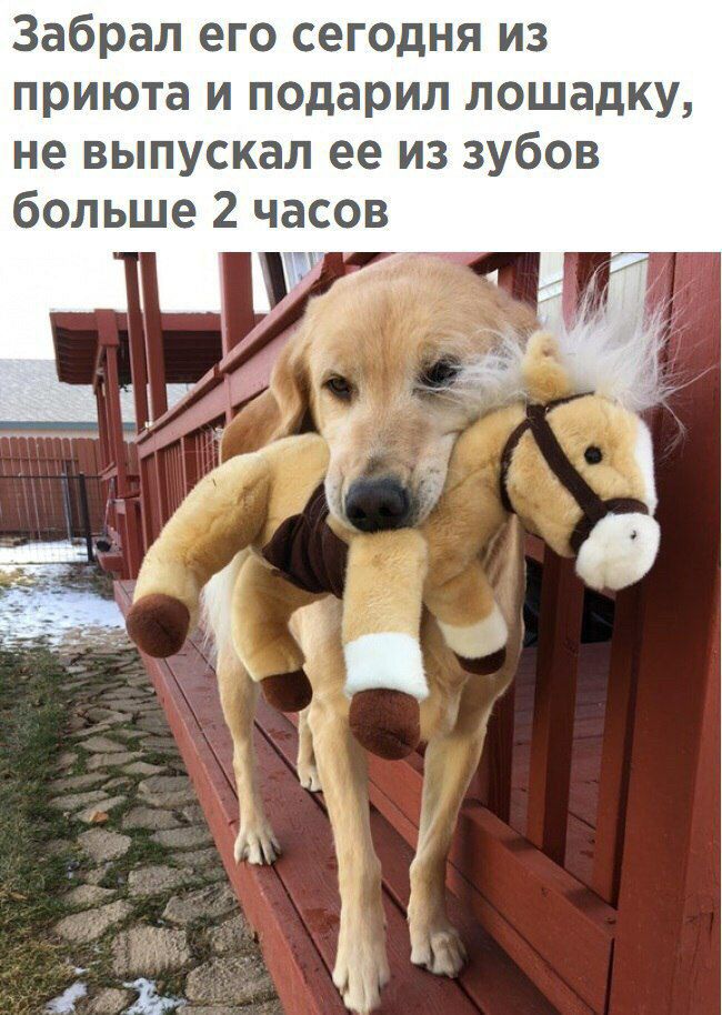 Забрал его сегодня из приюта и подарил лошадку не выпускал ее из зубов