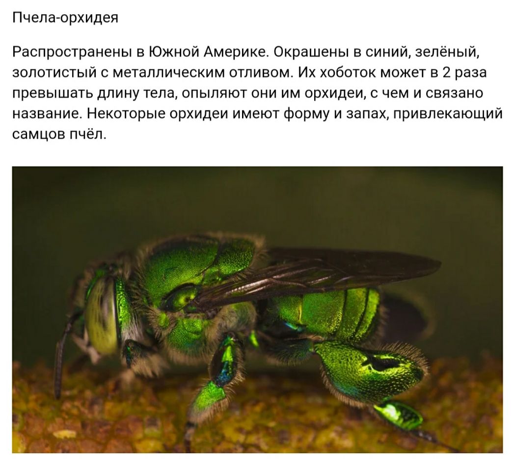 Пчела орхидея Распространены в Южной Америке Окрашены в синий зелёный золотистый с металлическим отливом Их хоботок может в 2 раза превышать длину тела опыляют они им орхидеи с чем и связано название Некоторые орхидеи имеют форму и запах привлекающий самцов пчёл
