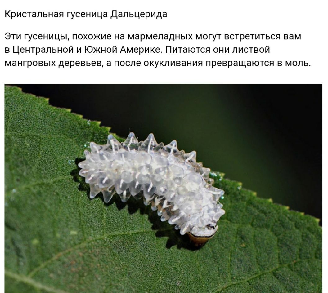 Кристальная гусеница Дальцерида Эти гусеницы похожие на мармеладных могут встретиться вам в Центральной и Южной Америке Питаются они листвой мангровых деревьев а после окукливания превращаются в моль