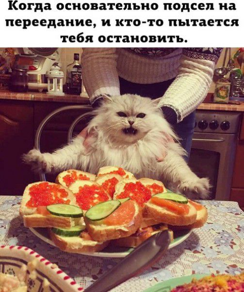 Когда основательно подсел на переедание и кто то пытается тебя остановить