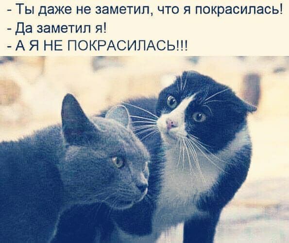Ты даже не заметил что я покрасилась Да заметил я А Я НЕ ПОКРАСИПАСЬ