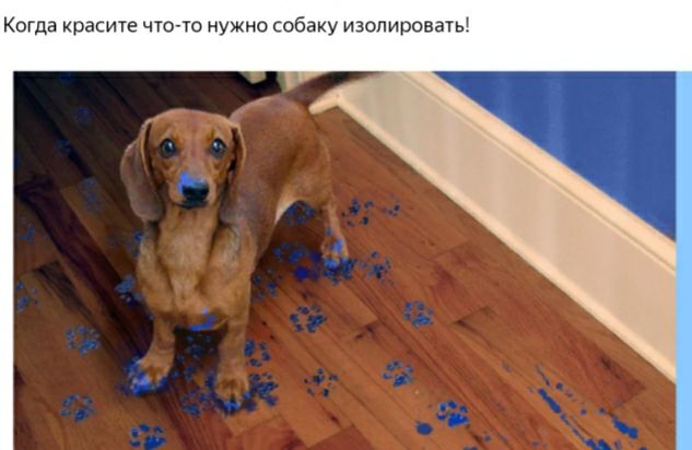 Когда красите чточо нужно собаку изолировать
