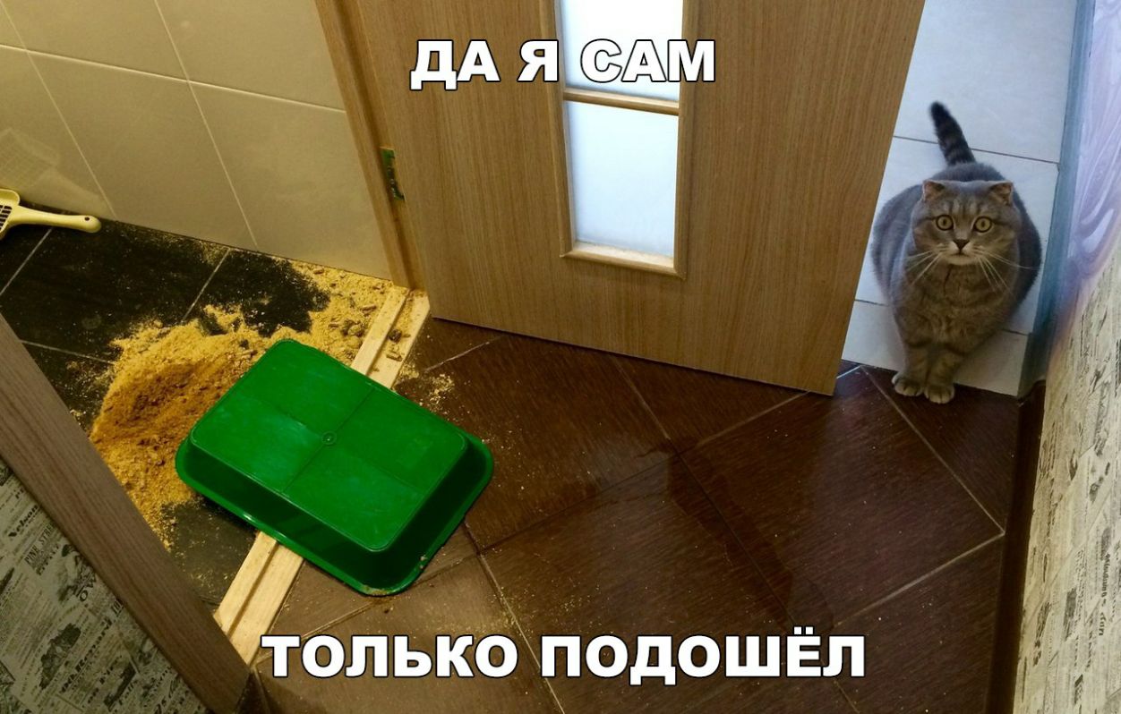 Йолько подошёл