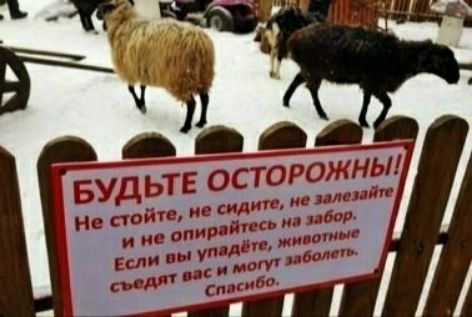 Е осторожны с лолит забой
