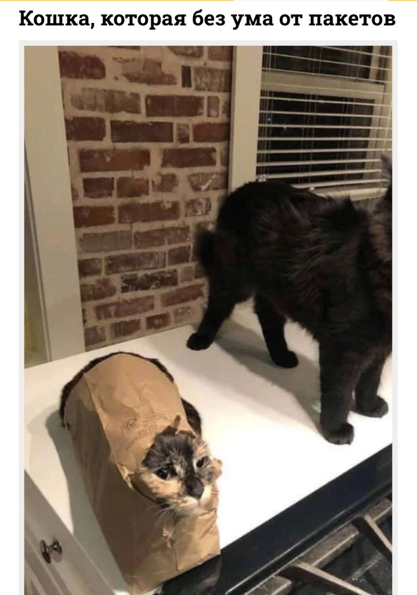 Кошка которая без ума от пакетов