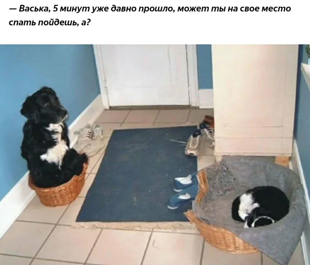 Васька 5 минут уже давно прошло может ты на свое место спать пойдешь а