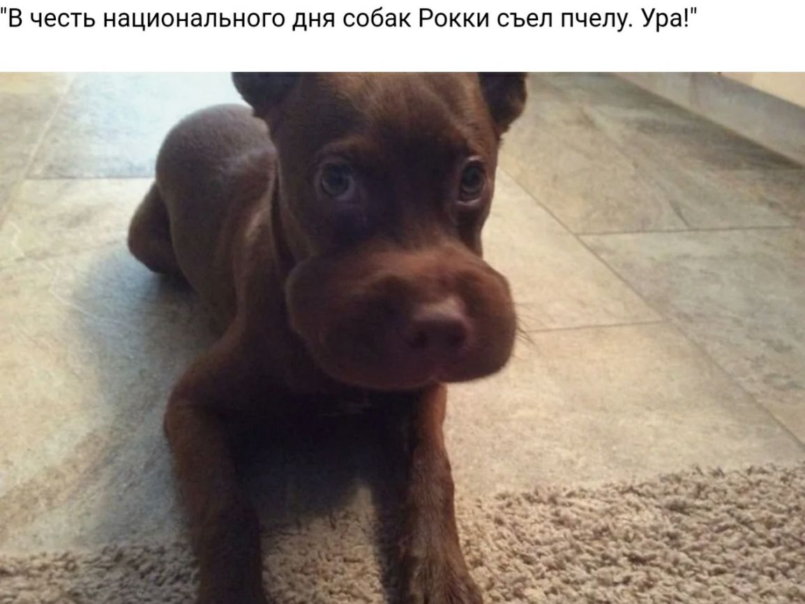 В честь национального дня собак Рокки съел пчелу Ура