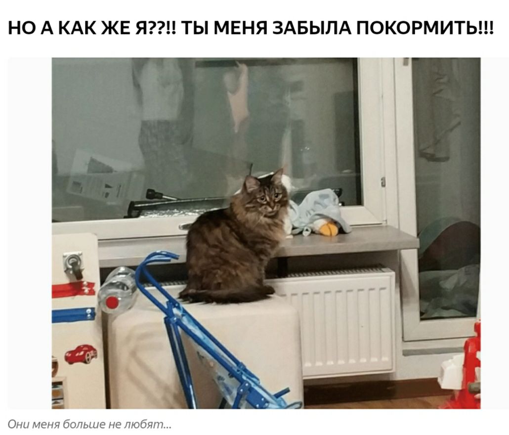 НО А КАК ЖЕ Я ТЫ МЕНЯ ЗАБЫЛА ПОКОРМИТЬ Они меня больше не любят