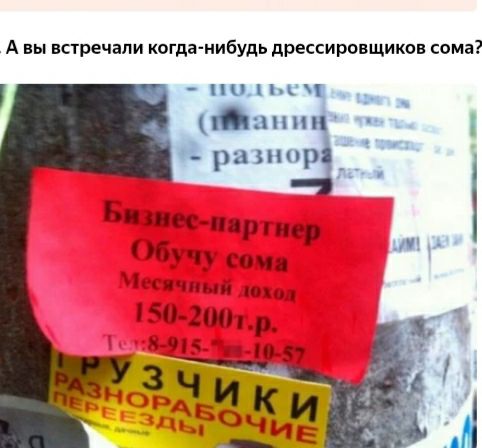 А вы встречали когданибудь дрессировщиков сома ЬС _ апн 8 размер