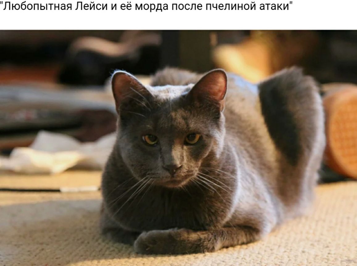 Любопытная Лейси и её морда после пчелиной атаки