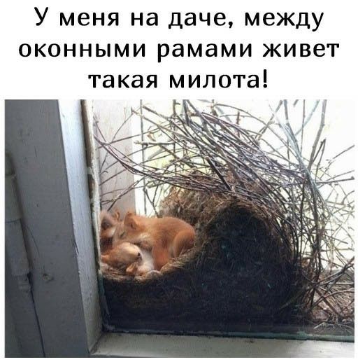 У меня на даче между оконными рамами живет такая милота